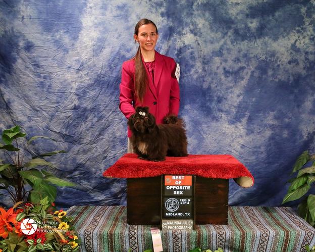 Boots, a tiny Shih Tzu, in the show ring at Midland Texas