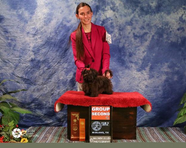 Mercedes, a chocolate Shih Tzu, taking Group 2nd at the Midland Texas AKC show