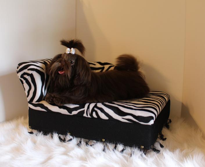 Ahava, a Shih Tzu graduate of Shihtzu Factory