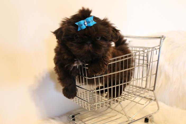 Flipper, a Shih Tzu graduate of Shihtzu Factory