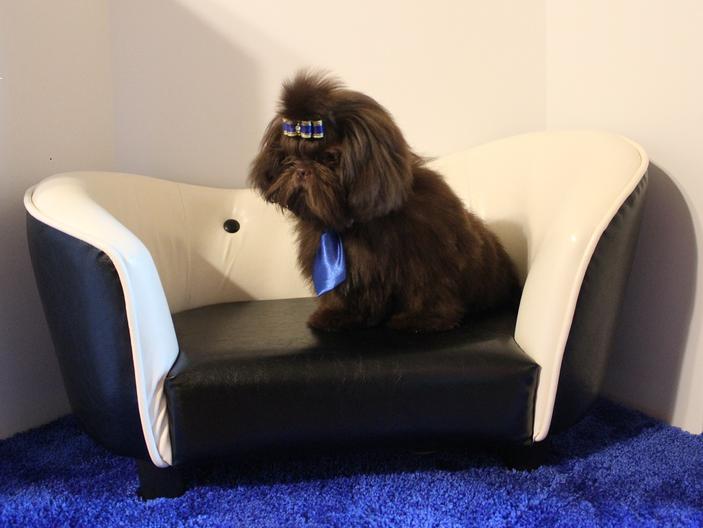Jordan, a Shih Tzu graduate of Shihtzu Factory