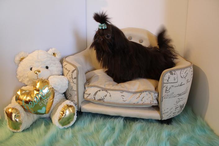 Fudge, a chocolate Shih Tzu graduate of Shihtzu Factory