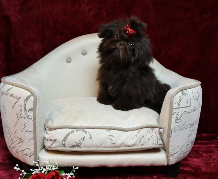 Mercedes, a chocolate Shih Tzu graduate of Shihtzu Factory