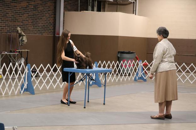 A cobby Shih Tzu from Shihtzu Factory in the show ring at the San Angelo Texas AKC show