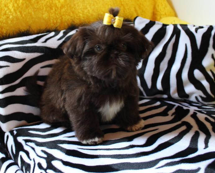 Slippers, a Shih Tzu graduate of Shihtzu Factory