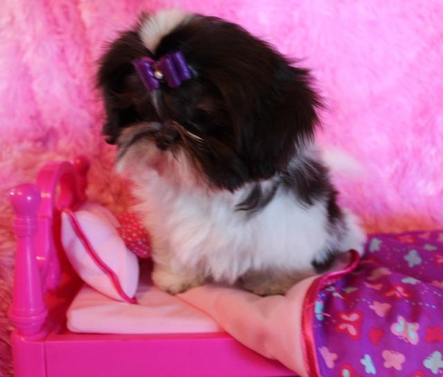 Marko, a Shih Tzu puppy graduate of Shihtzu Factory
