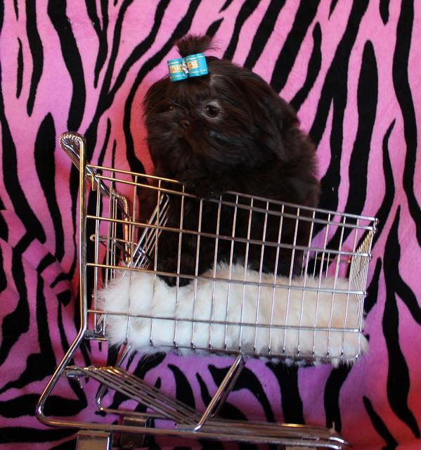 Mercedes, a chocolate Shih Tzu graduate of Shihtzu Factory