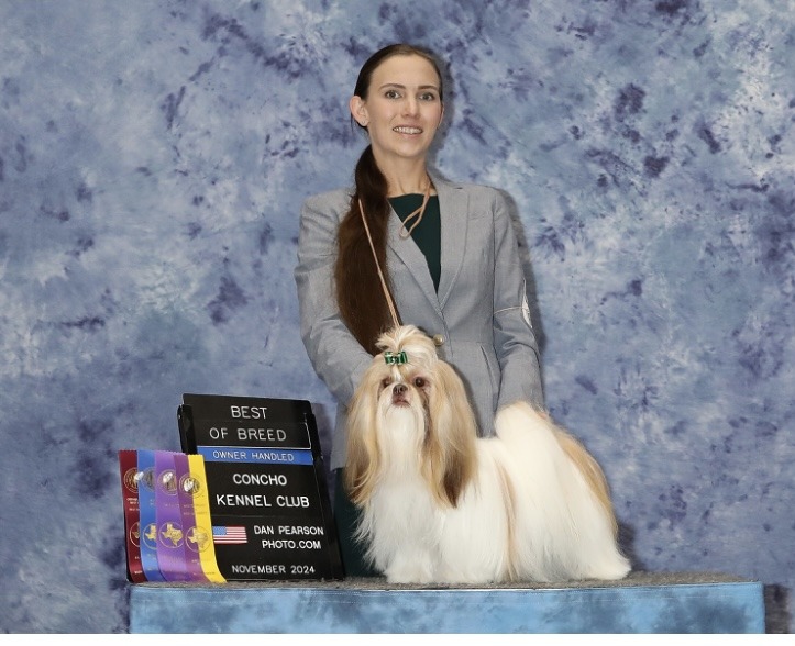 A gold and white Shih Tzu from Shihtzu Factory taking Best of Breed Owner Handled at the Concho Kennel Club show, San Angelo Texas, November 2024